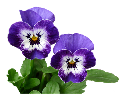 Vibrant Purple Pansies Black Background PNG image