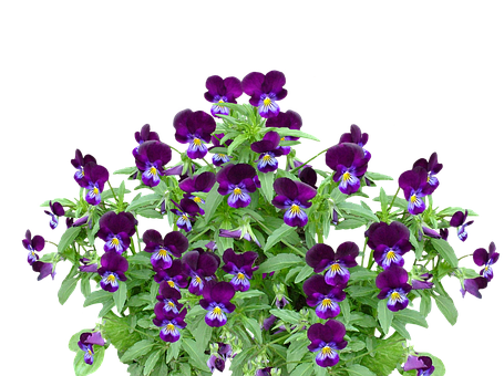 Vibrant Purple Pansies Black Background PNG image