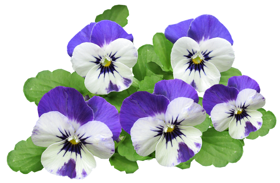 Vibrant Purple Pansies Transparent Background PNG image