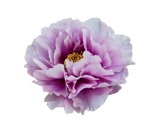 Vibrant Purple Peony Flower PNG image