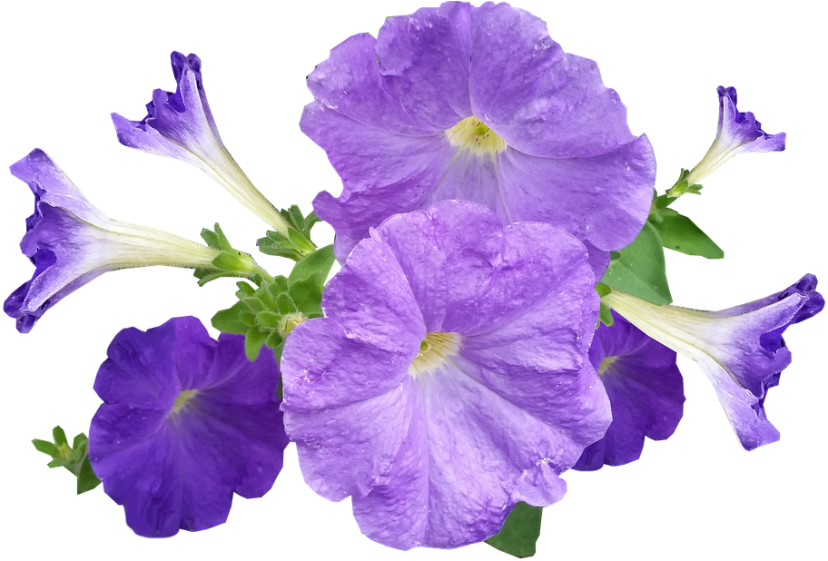 Vibrant_ Purple_ Petunias.png PNG image