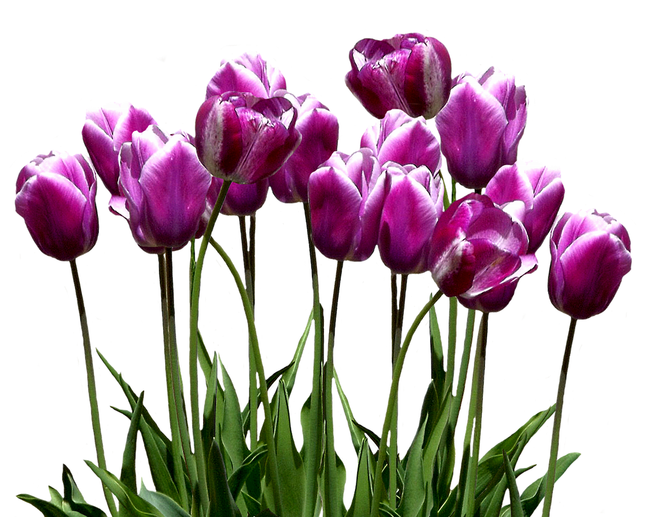 Vibrant_ Purple_ Tulips_ Against_ Black_ Background.jpg PNG image