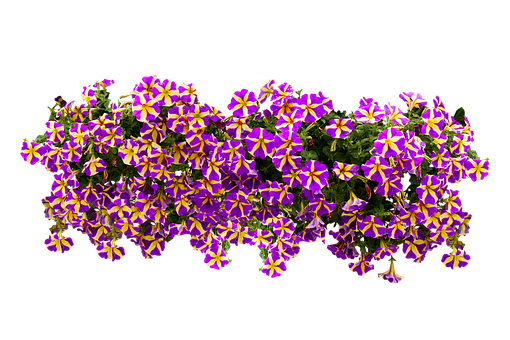 Vibrant Purpleand Yellow Flowers Black Background PNG image