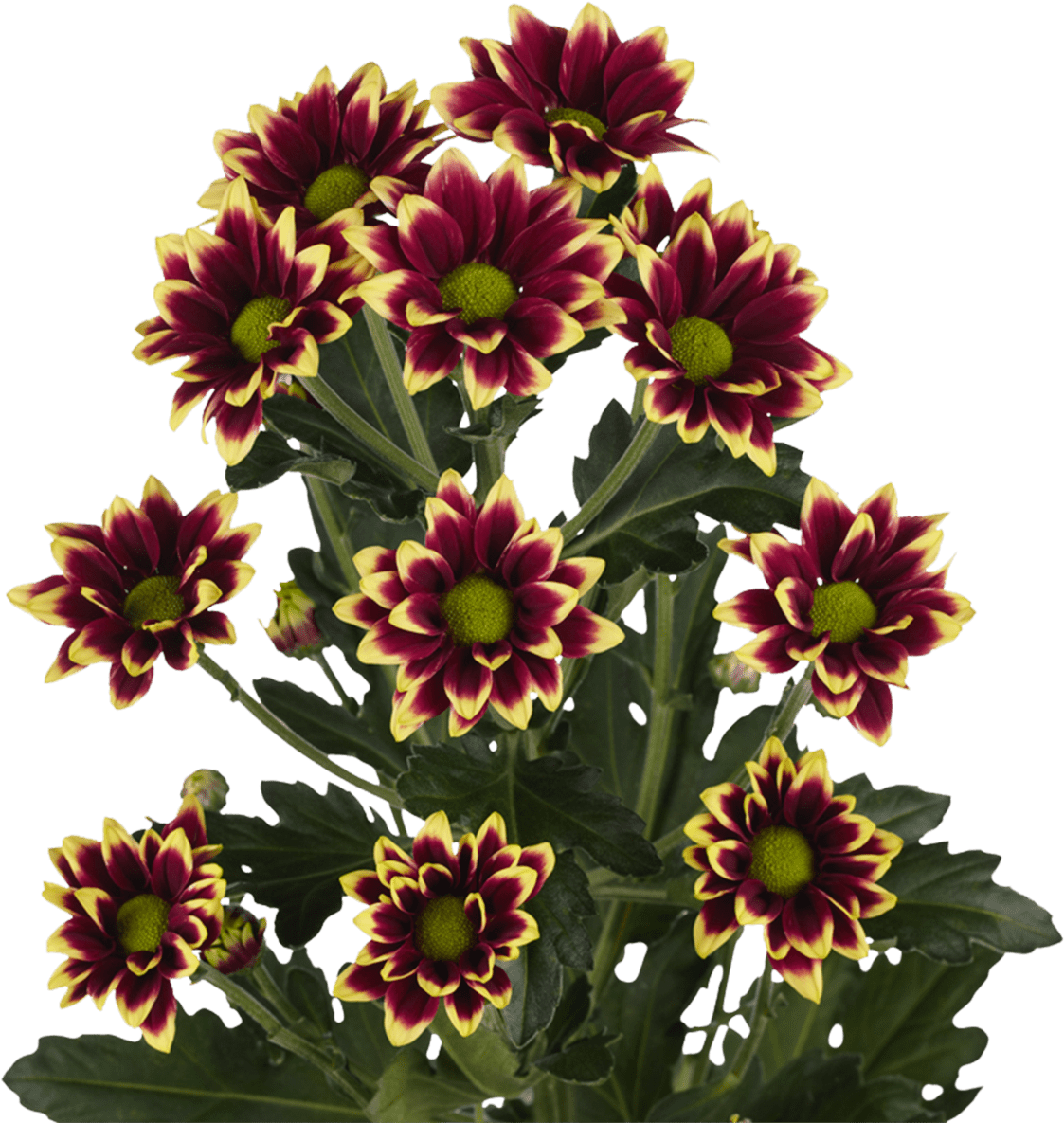 Vibrant_ Red_and_ Yellow_ Chrisyanthemums.png PNG image