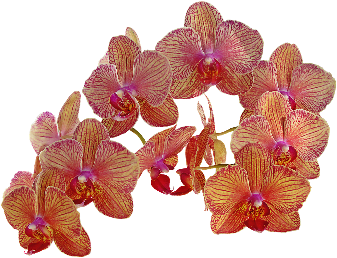 Vibrant_ Red_and_ Yellow_ Orchids PNG image