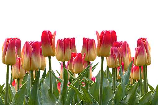 Vibrant_ Red_and_ Yellow_ Tulips PNG image