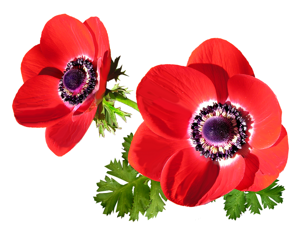 Vibrant Red Anemone Flowers PNG image