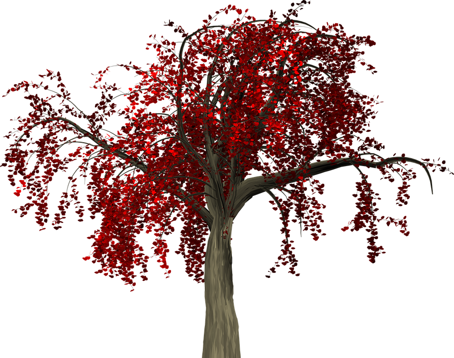 Vibrant Red Autumn Tree PNG image