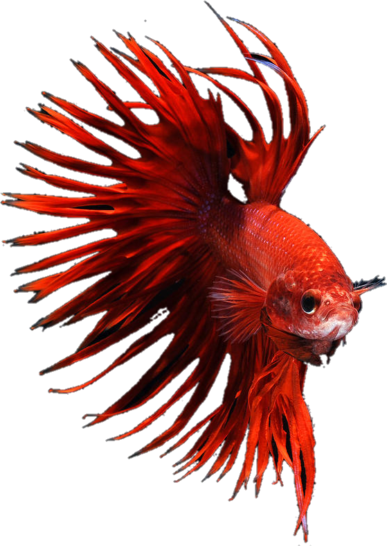 Vibrant Red Betta Fish PNG image
