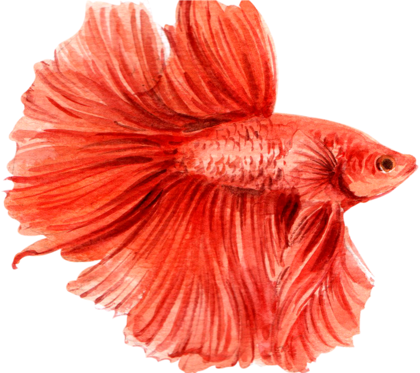 Vibrant_ Red_ Betta_ Fish_ Illustration.png PNG image