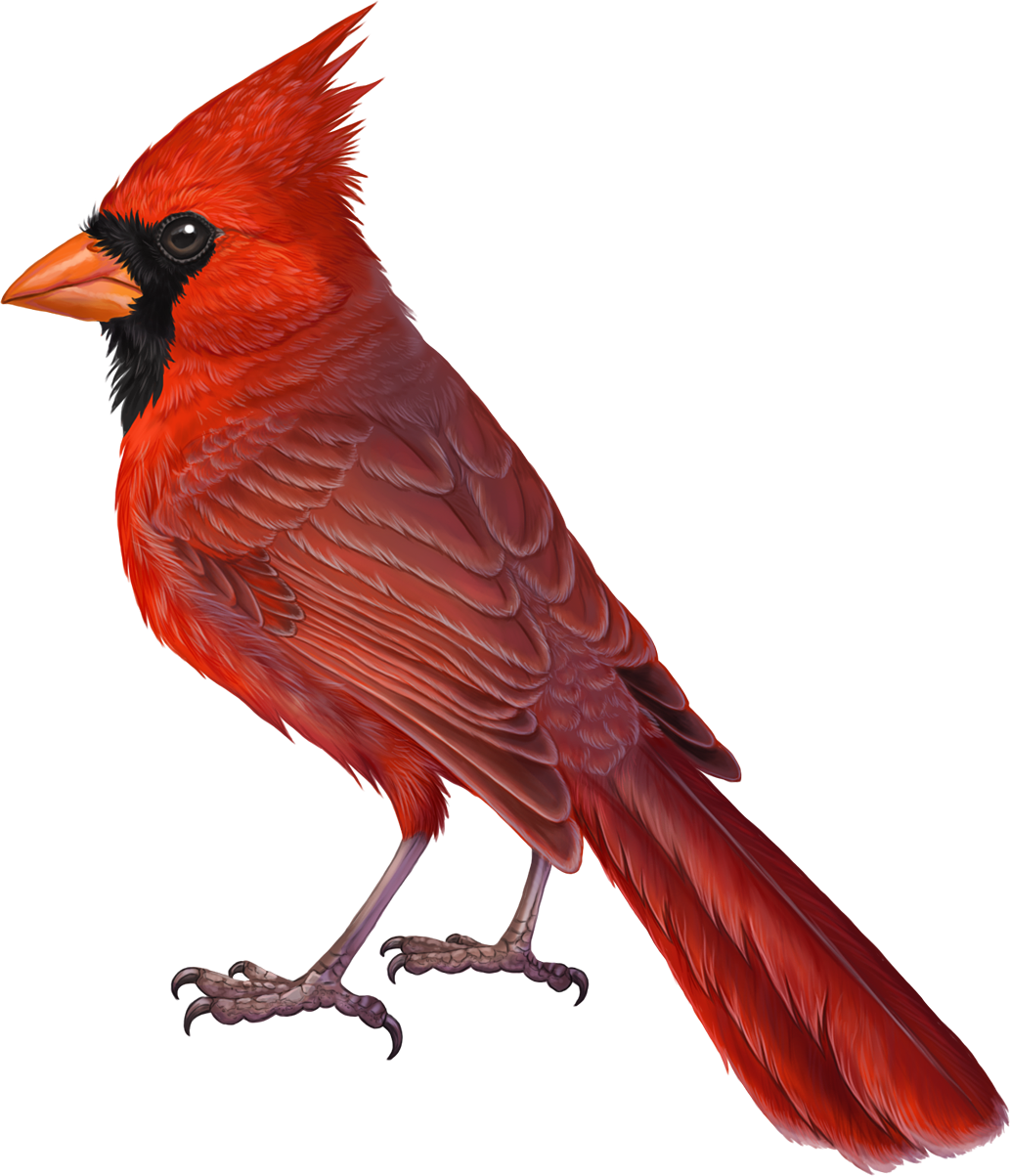 Vibrant Red Cardinal Bird PNG image