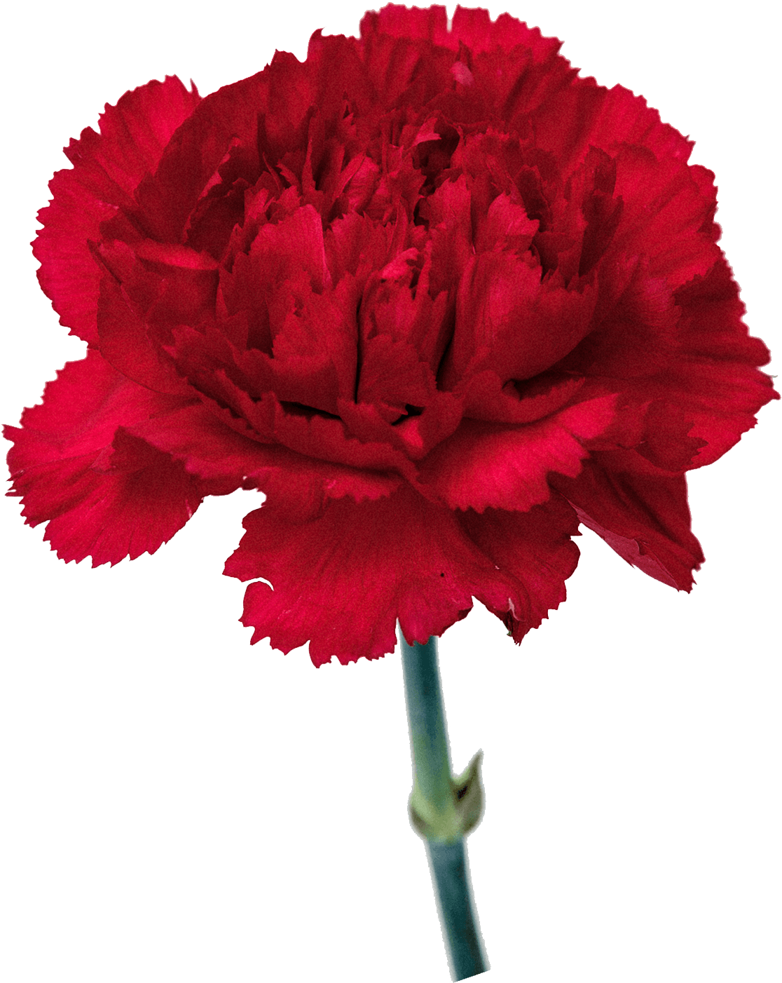 Vibrant Red Carnation Flower PNG image