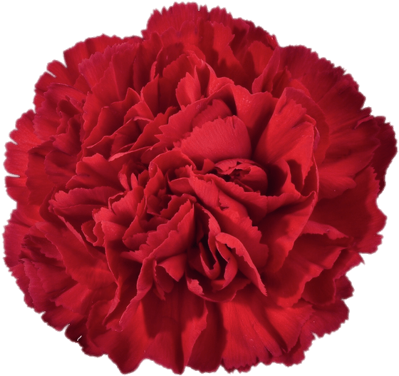 Vibrant Red Carnation Flower PNG image