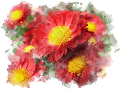 Vibrant Red Chrysanthemums PNG image