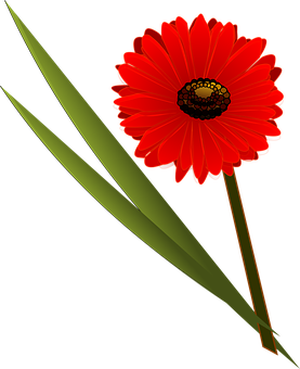 Vibrant Red Flower Black Background PNG image