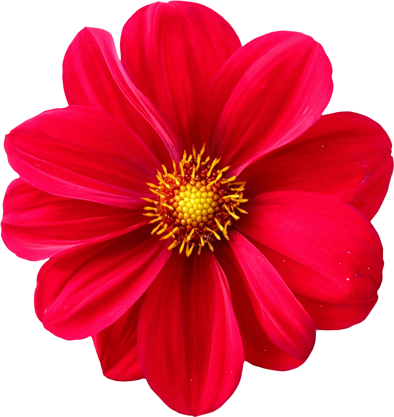 Vibrant_ Red_ Flower_ Closeup.png PNG image