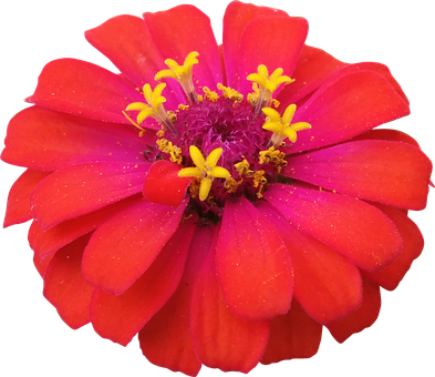 Vibrant_ Red_ Flower_with_ Yellow_ Stamens.jpg PNG image