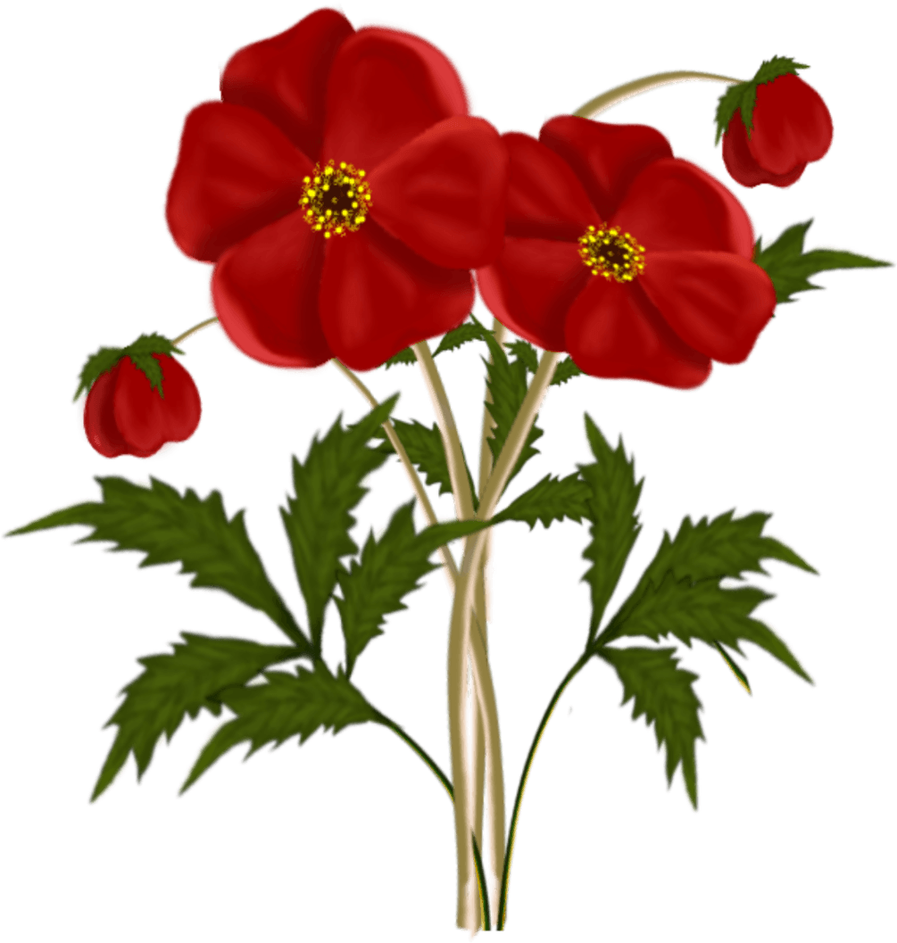 Vibrant Red Flowers Illustration PNG image