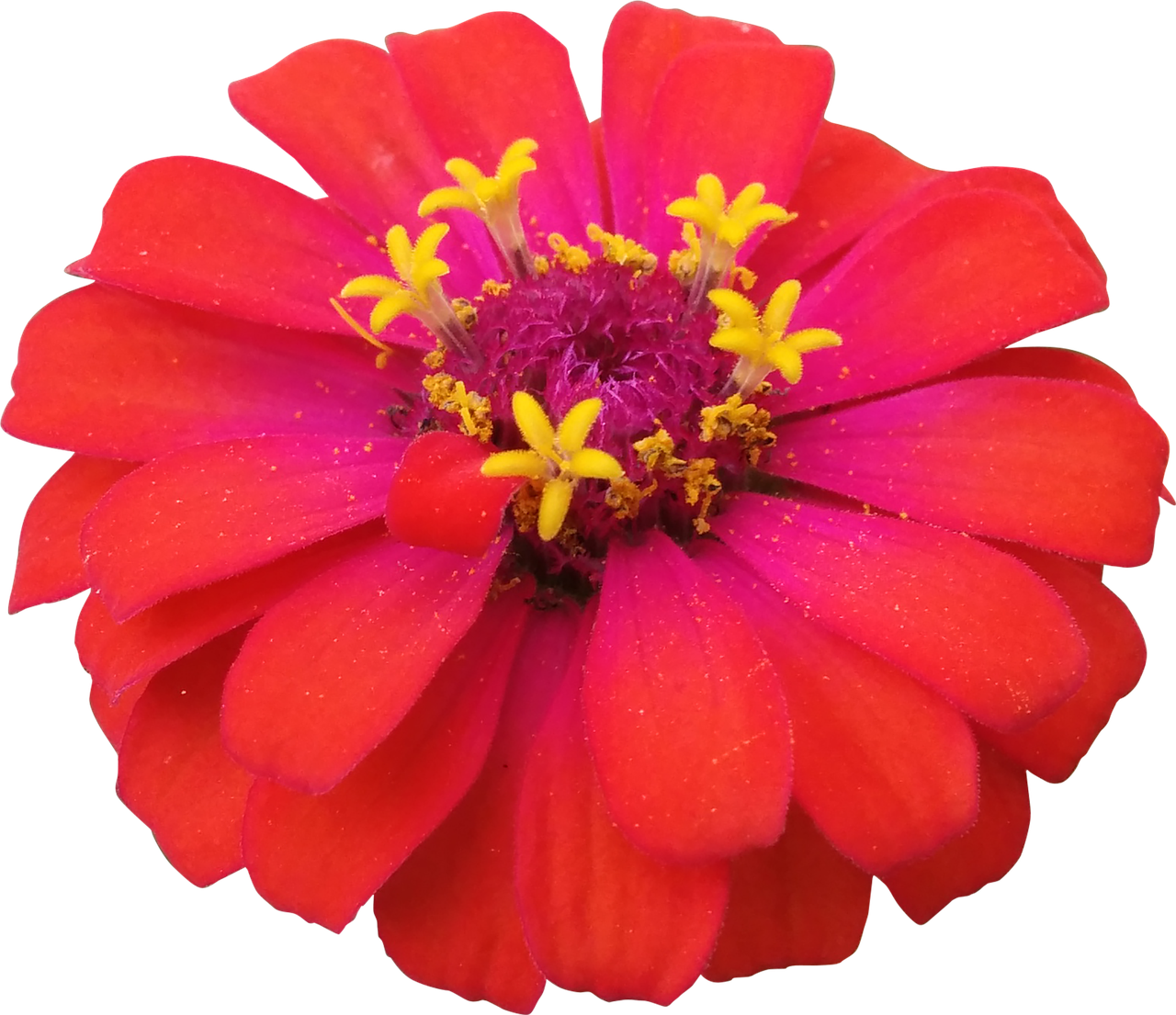 Vibrant Red Flowerwith Yellow Stamens PNG image