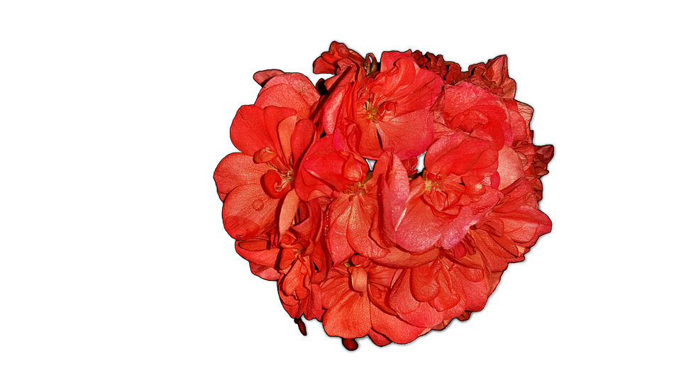 Vibrant Red Geranium Cluster PNG image