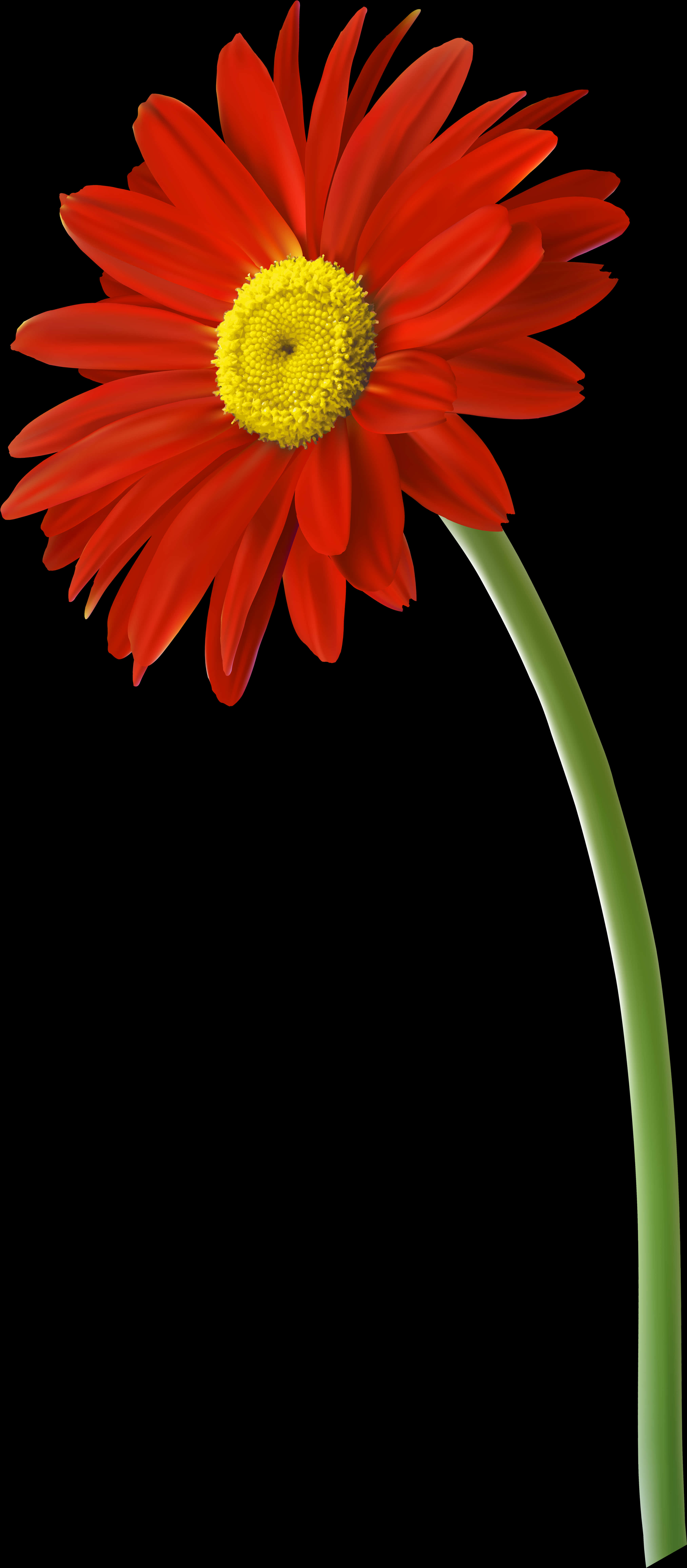 Vibrant Red Gerbera Daisy Black Background PNG image