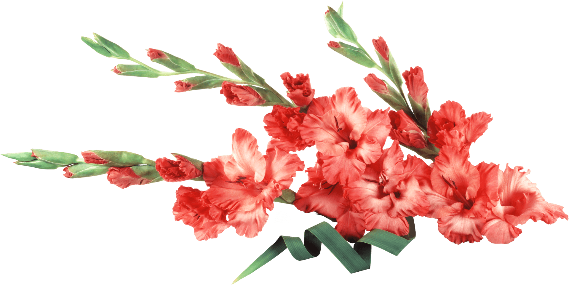 Vibrant Red Gladiolus Flowers PNG image