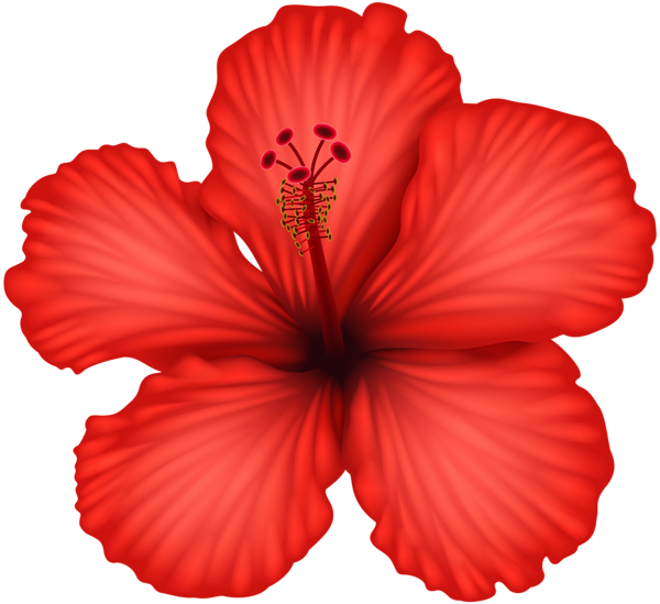 Vibrant Red Hibiscus Flower PNG image