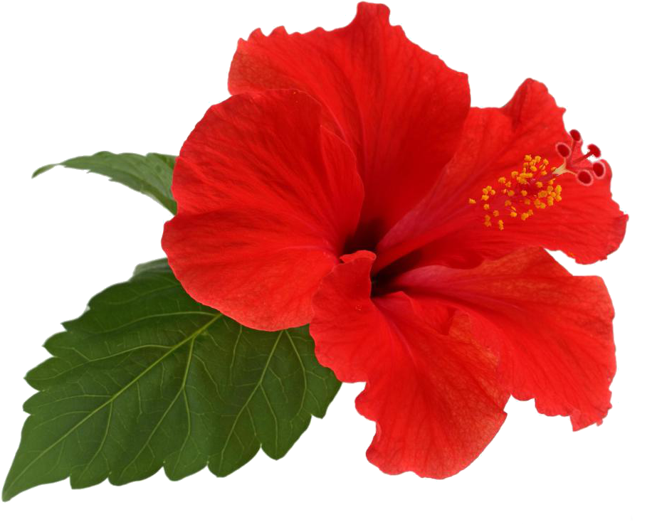 Vibrant_ Red_ Hibiscus_ Flower_ Transparent_ Background.png PNG image