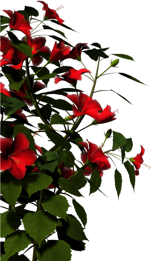 Vibrant_ Red_ Hibiscus_ Flowers PNG image