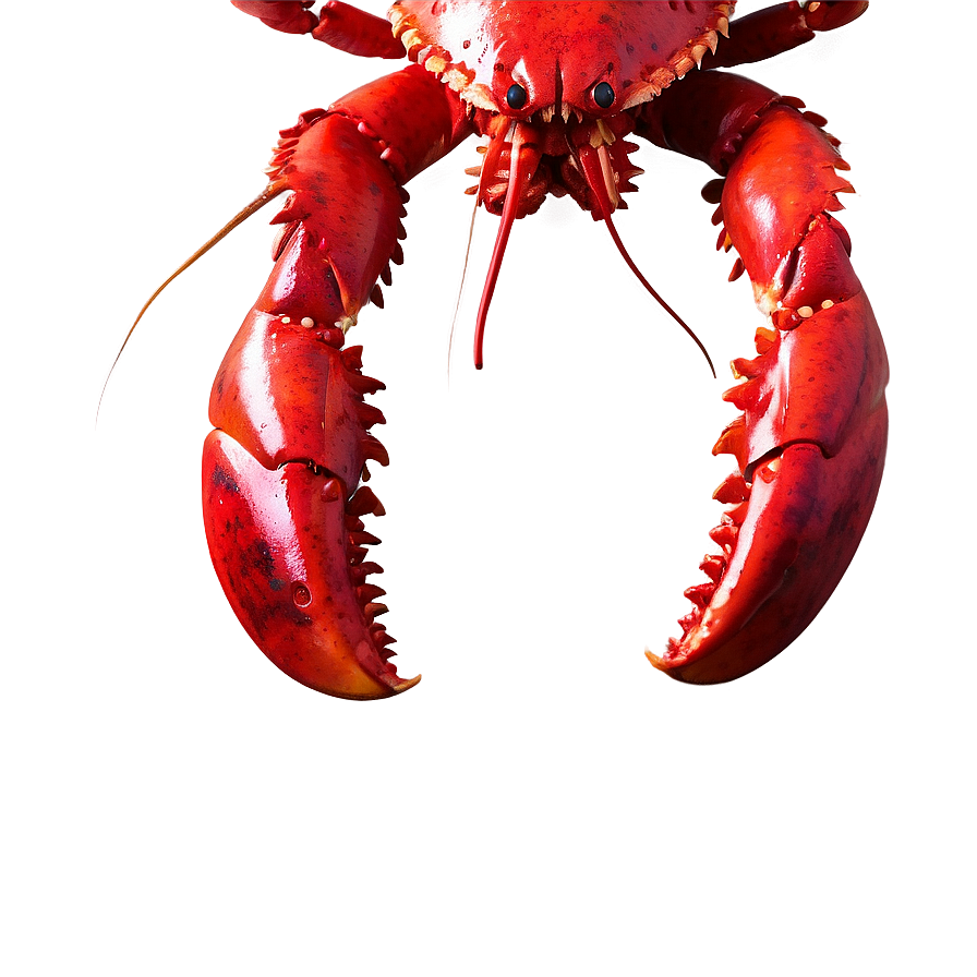 Vibrant Red Lobster Artwork Png 26 PNG image