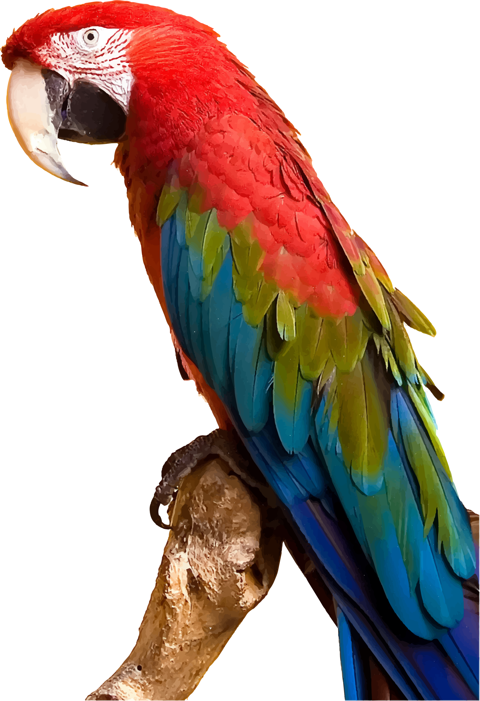 Vibrant Red Macaw Perched PNG image