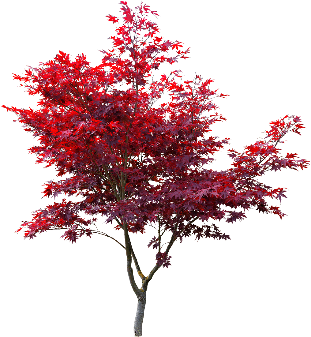 Vibrant Red Maple Tree PNG image