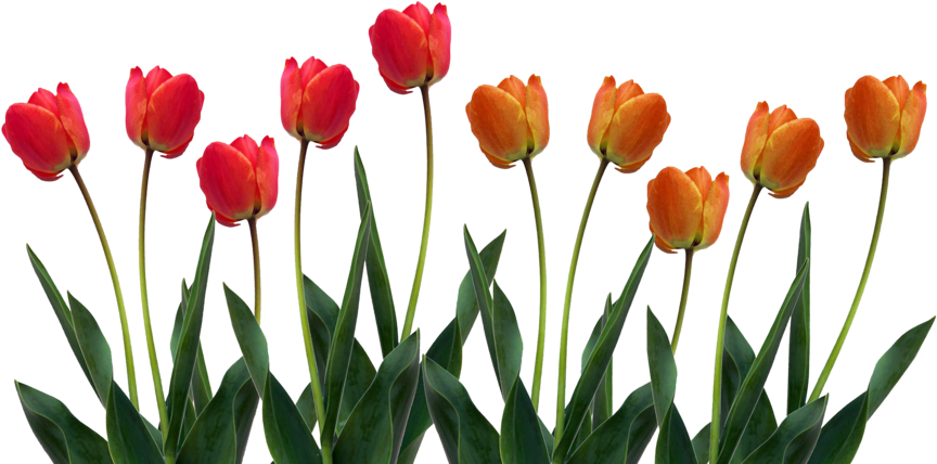 Vibrant Red Orange Tulips Row.png PNG image