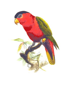 Vibrant Red Parrot Illustration PNG image