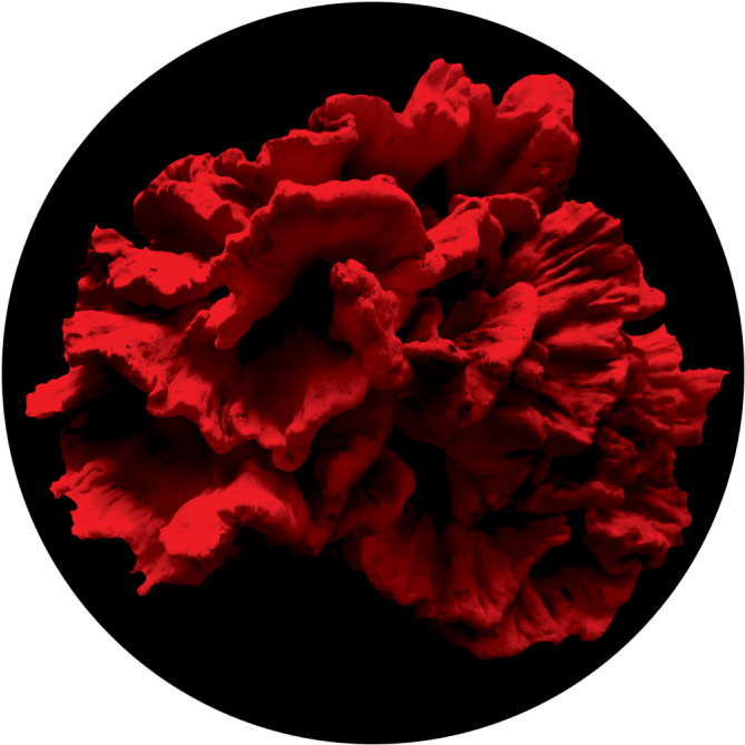 Vibrant Red Peony Flower PNG image