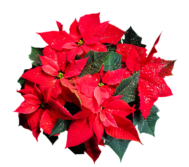 Vibrant Red Poinsettia Flower PNG image