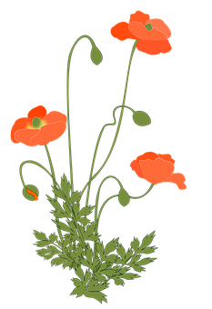 Vibrant Red Poppies Illustration PNG image