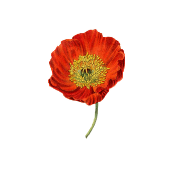 Vibrant Red Poppy Flower PNG image