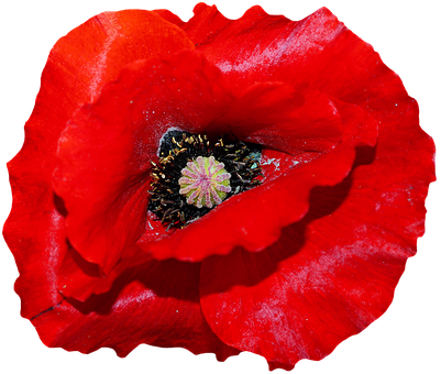 Vibrant Red Poppy Flower PNG image
