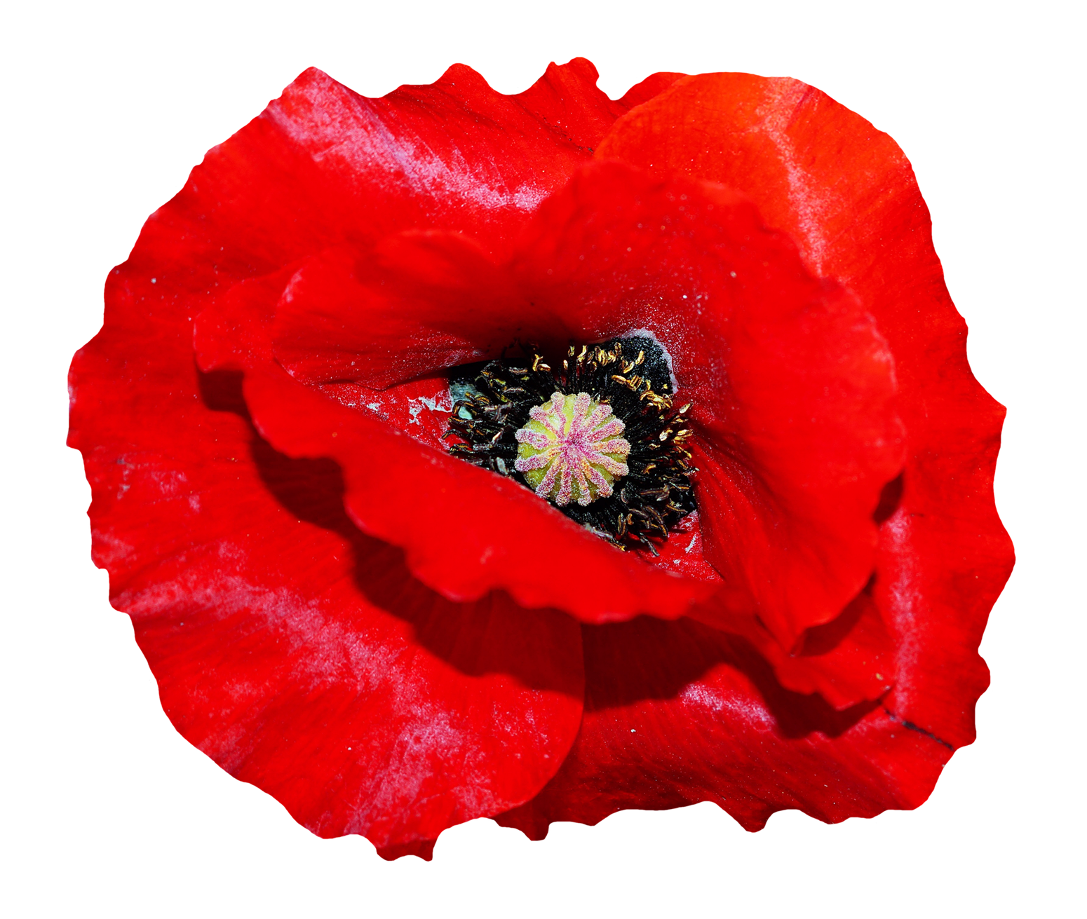 Vibrant Red Poppy Flower PNG image