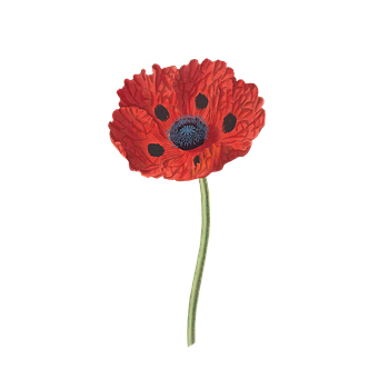 Vibrant Red Poppy Floweron Black Background PNG image