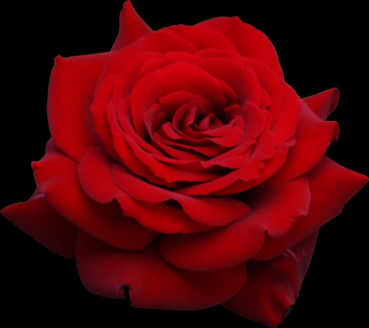 Vibrant Red Rose Black Background.jpg PNG image