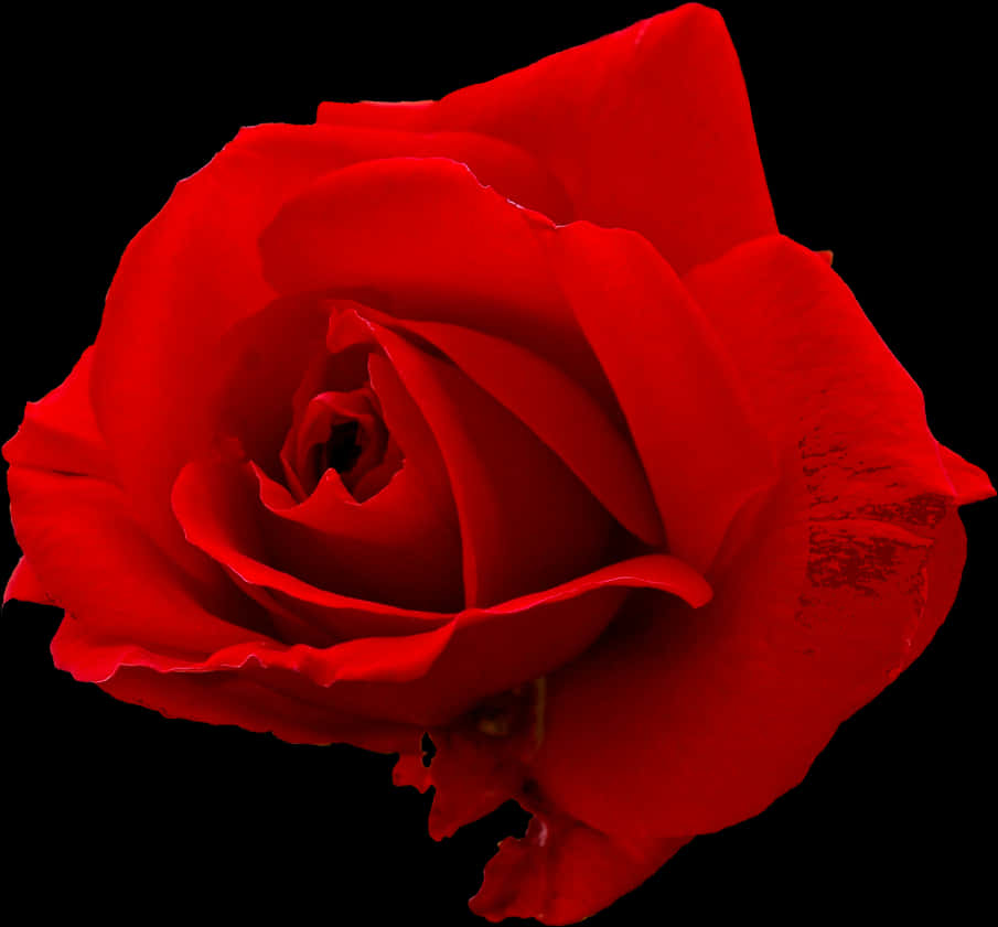 Vibrant_ Red_ Rose_ Black_ Background.jpg PNG image