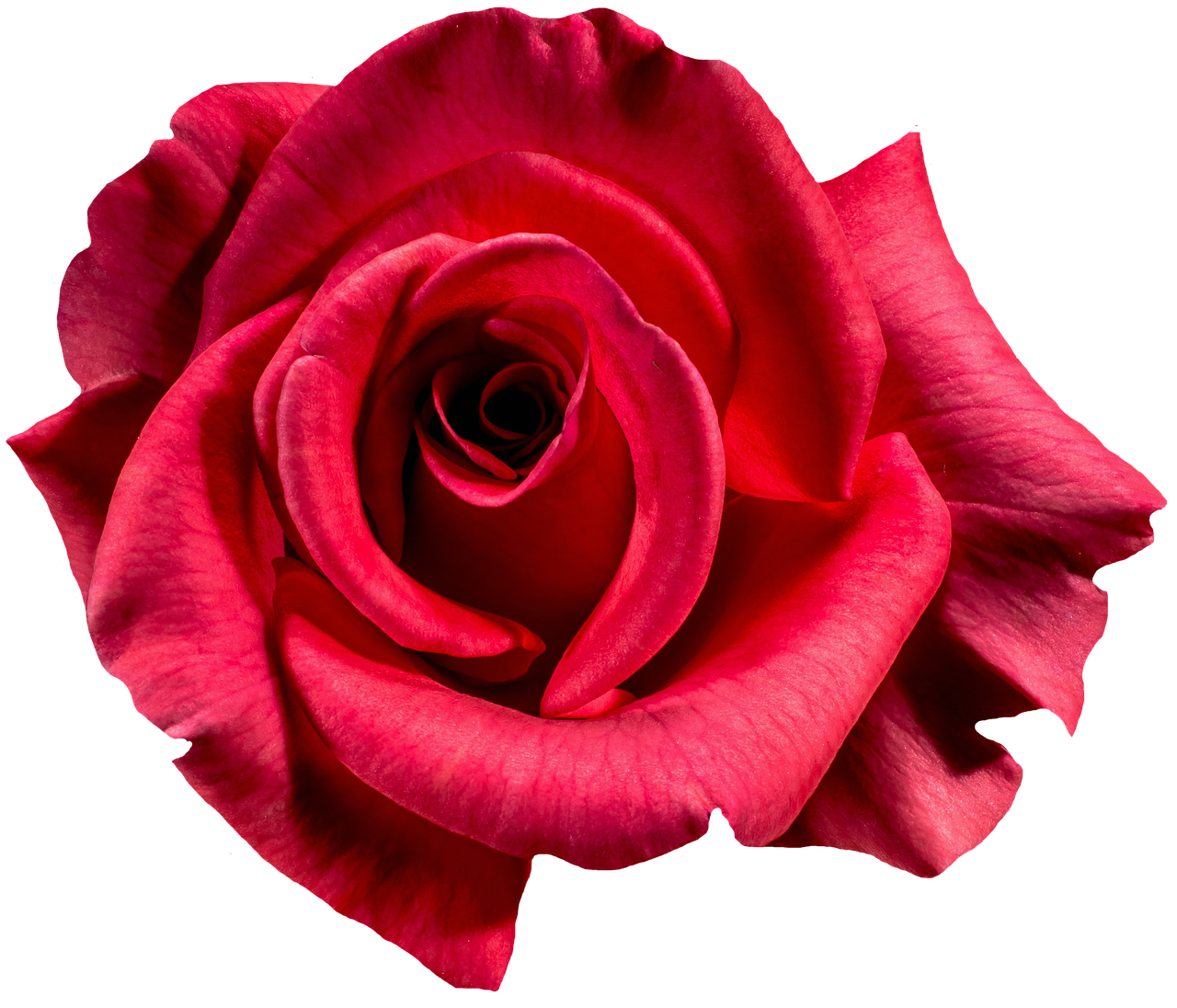 Vibrant Red Rose Black Background PNG image