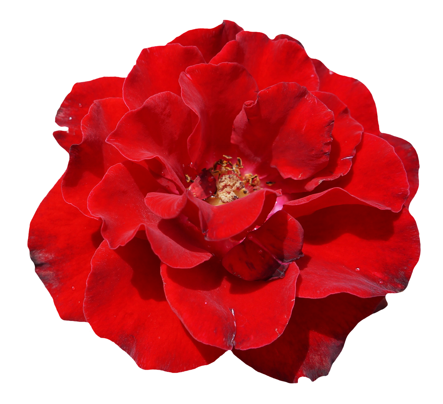 Vibrant Red Rose Flower.png PNG image