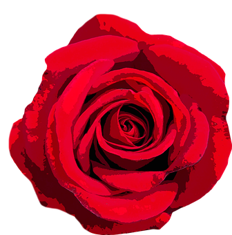 Vibrant Red Rose Graphic PNG image