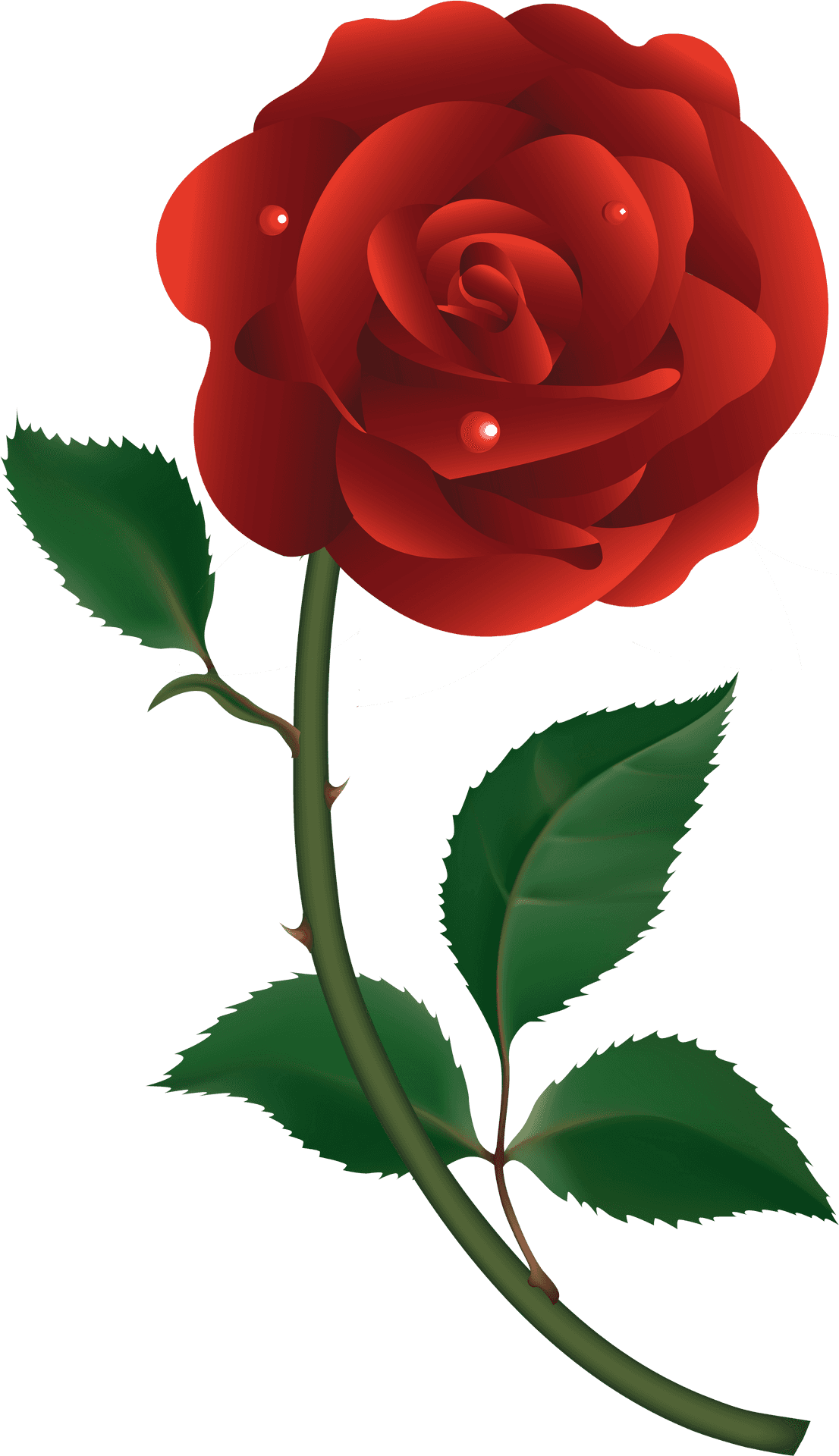 Vibrant Red Rose Illustration.png PNG image