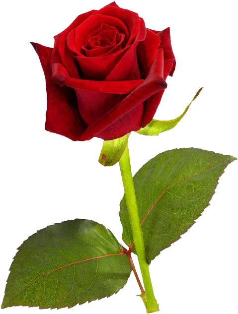 Vibrant Red Rose Isolated PNG image