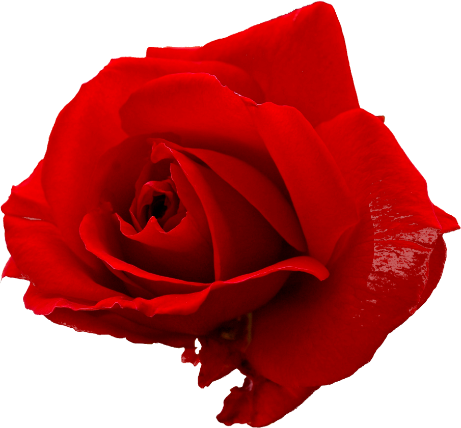 Vibrant Red Rose Isolated PNG image