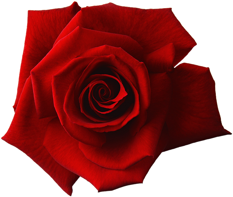 Vibrant Red Rose Isolated.png PNG image